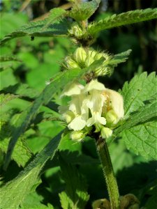 Weiße Taubnessel (Lamium album) im Landschaftsschutzgebiet „Tabakmühlental - Oberster Weiher“ im Almet in Sankt Arnual