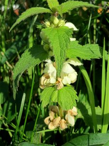 Weiße Taubnessel (Lamium album) im Landschaftsschutzgebiet „Tabakmühlental - Oberster Weiher“ im Almet in Sankt Arnual