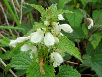 Weiße Taubnessel (Lamium album) am Kraichbachdamm im Landschaftsschutzgebiet „Hockenheimer Rheinbogen“ - mein erstes WLE 2017 Bild