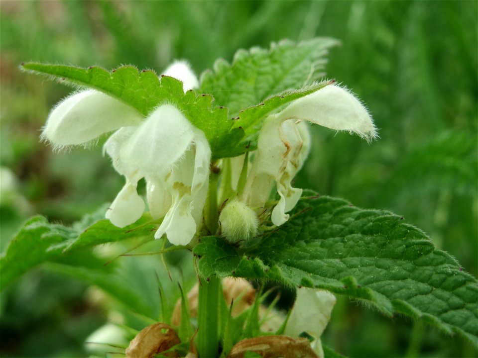 Weiße Taubnessel (Lamium album) am Kraichbachdamm im Landschaftsschutzgebiet „Hockenheimer Rheinbogen“