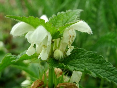 Weiße Taubnessel (Lamium album) am Kraichbachdamm im Landschaftsschutzgebiet „Hockenheimer Rheinbogen“