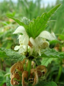 Weiße Taubnessel (Lamium album) am Kraichbachdamm im Landschaftsschutzgebiet „Hockenheimer Rheinbogen“