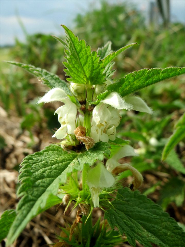 Weiße Taubnessel (Lamium album) am Kraichbachdamm im Landschaftsschutzgebiet „Hockenheimer Rheinbogen“