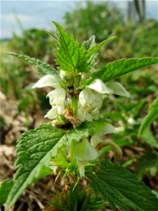 Weiße Taubnessel (Lamium album) am Kraichbachdamm im Landschaftsschutzgebiet „Hockenheimer Rheinbogen“