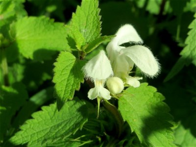 Weiße Taubnessel (Lamium album) in den Horststückern im Landschaftsschutzgebiet „Hockenheimer Rheinbogen“