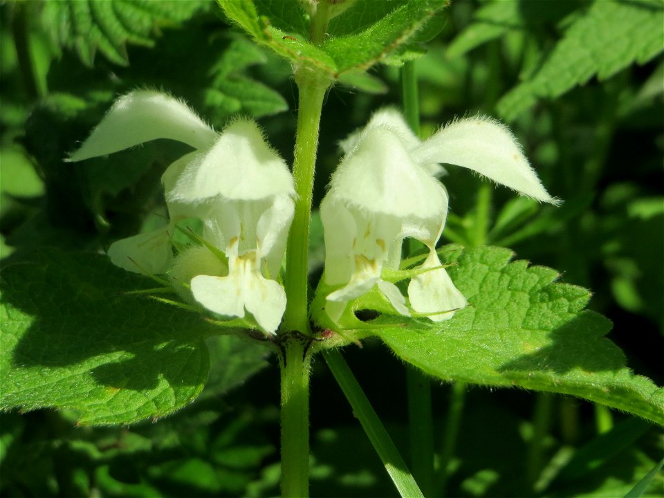 Weiße Taubnessel (Lamium album) in den Horststückern im Landschaftsschutzgebiet „Hockenheimer Rheinbogen“