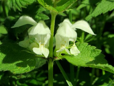 Weiße Taubnessel (Lamium album) in den Horststückern im Landschaftsschutzgebiet „Hockenheimer Rheinbogen“