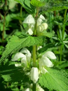 Weiße Taubnessel (Lamium album) in den Horststückern im Landschaftsschutzgebiet „Hockenheimer Rheinbogen“