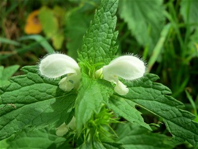 Weiße Taubnessel (Lamium album) an einem Randstreifen der Rheinbahn in der Schwetzinger Hardt mit binnendünenartiger Vegetation