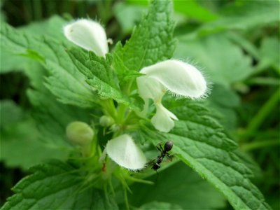 Weiße Taubnessel (Lamium album) an einem Randstreifen der Rheinbahn in der Schwetzinger Hardt mit binnendünenartiger Vegetation