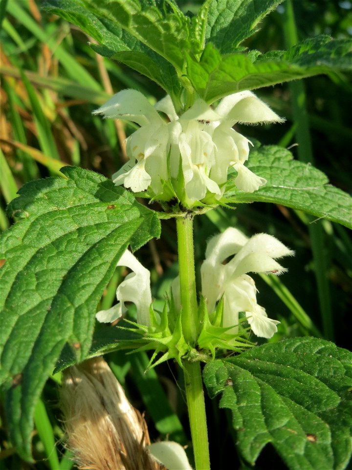 Weiße Taubnessel (Lamium album) im Landschaftsschutzgebiet „Hockenheimer Rheinbogen“