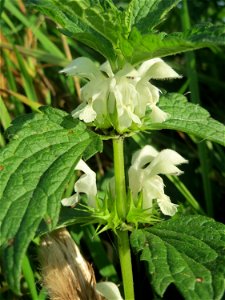 Weiße Taubnessel (Lamium album) im Landschaftsschutzgebiet „Hockenheimer Rheinbogen“