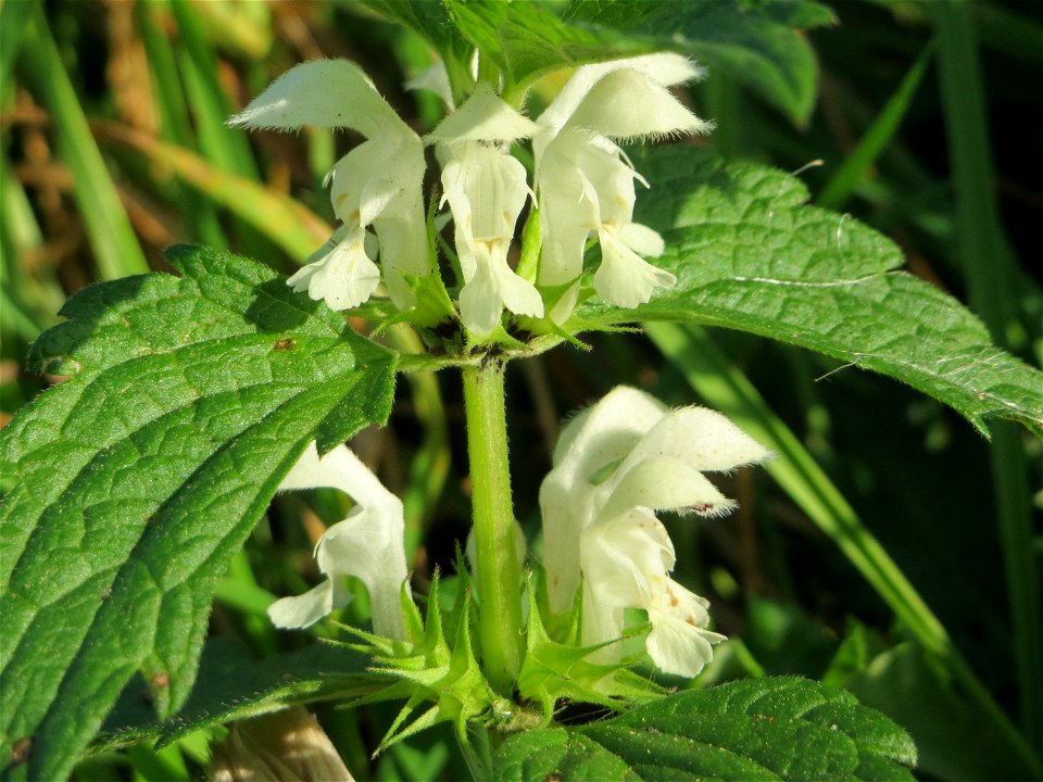 Weiße Taubnessel (Lamium album) im Landschaftsschutzgebiet „Hockenheimer Rheinbogen“