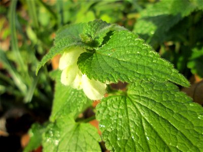 Weiße Taubnessel (Lamium album) an der Saar in Saarbrücken