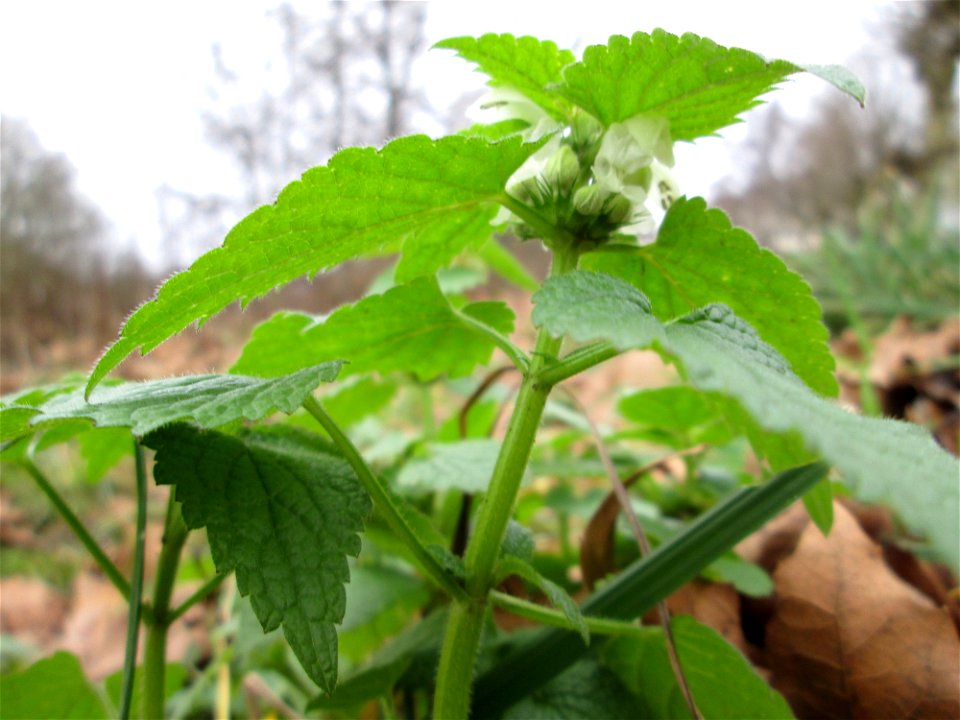 Weiße Taubnessel (Lamium album) am Staden in Saarbrücken
