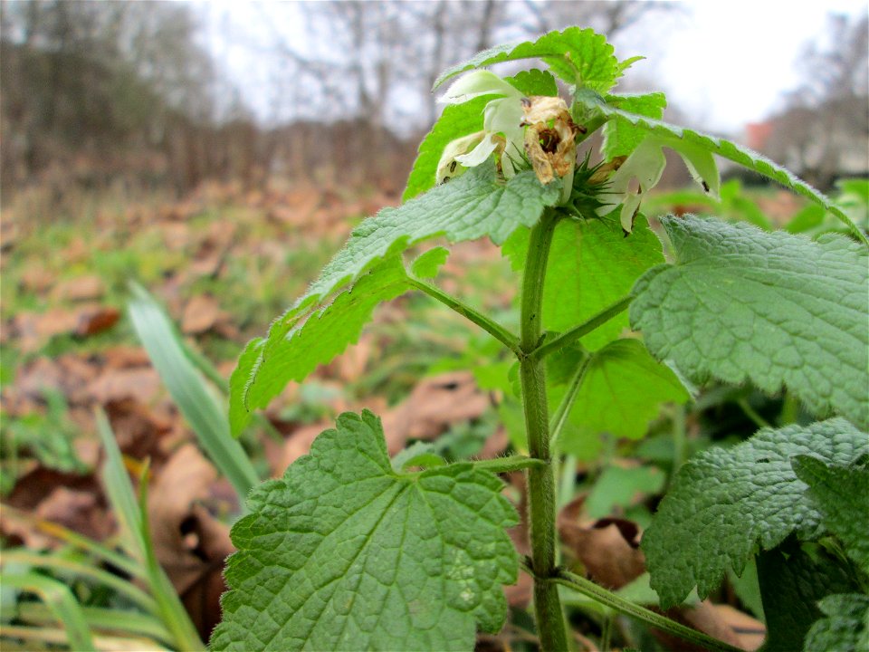 Weiße Taubnessel (Lamium album) am Staden in Saarbrücken