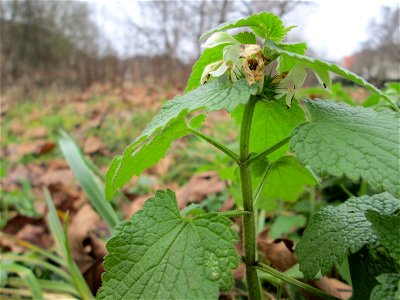 Weiße Taubnessel (Lamium album) am Staden in Saarbrücken