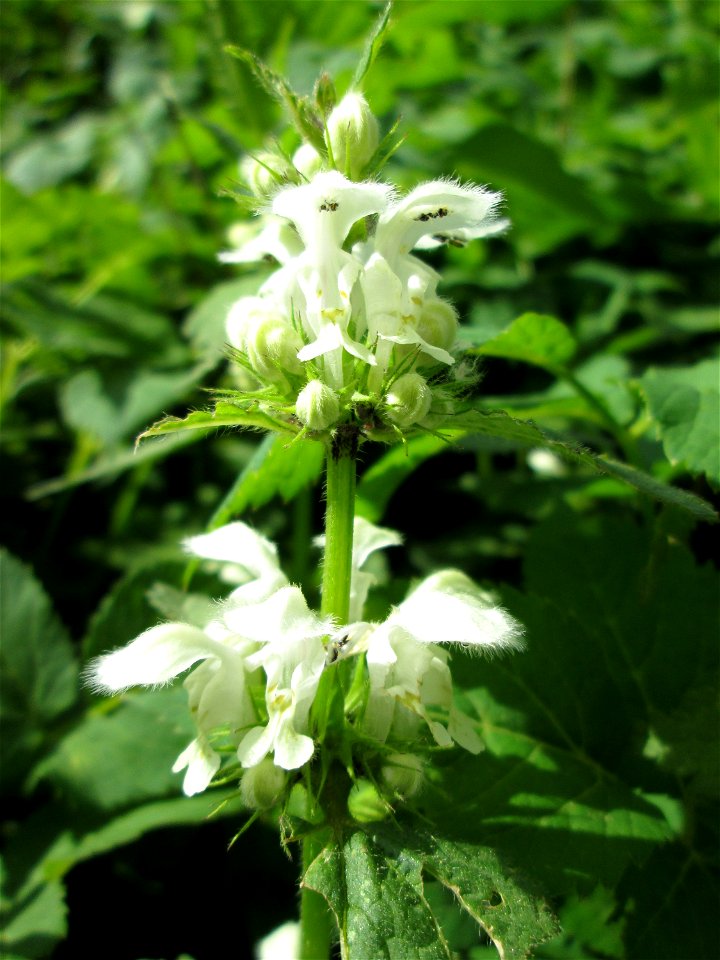 Weiße Taubnessel (Lamium album) in der Schwetzinger Hardt - untypisch im Wald, hier aber an einer offenen Wiesenfläche am Hardtgraben