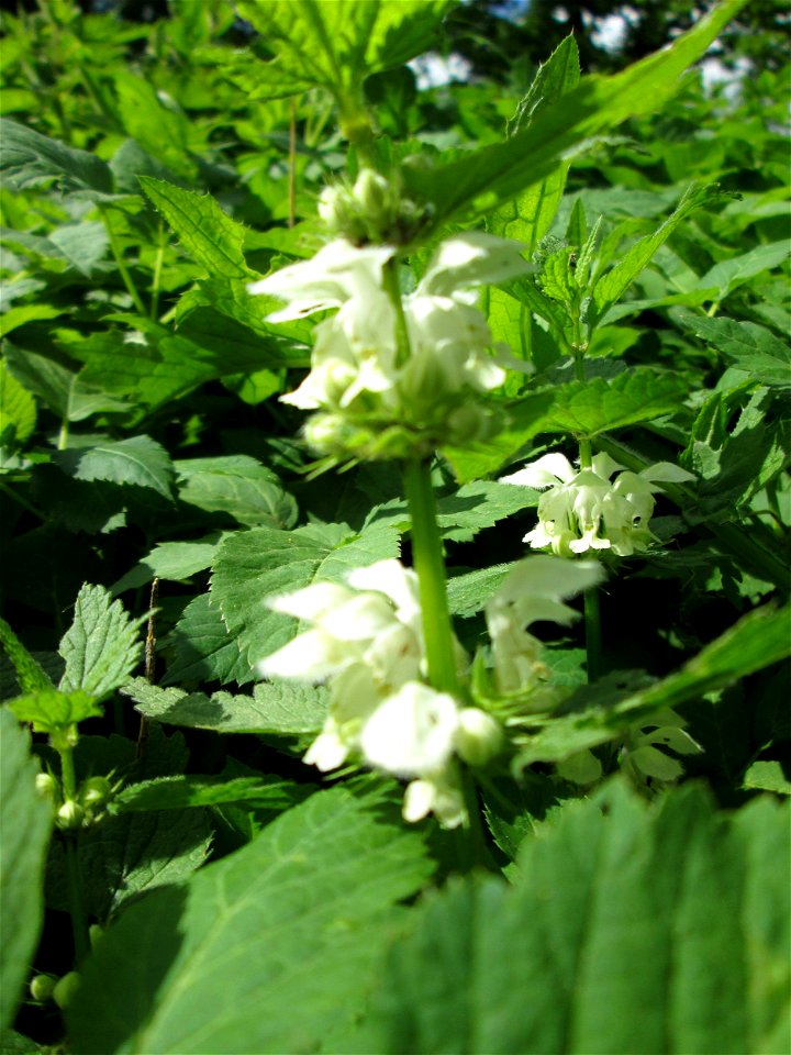 Weiße Taubnessel (Lamium album) in der Schwetzinger Hardt - untypisch im Wald, hier aber an einer offenen Wiesenfläche am Hardtgraben