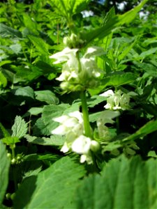 Weiße Taubnessel (Lamium album) in der Schwetzinger Hardt - untypisch im Wald, hier aber an einer offenen Wiesenfläche am Hardtgraben