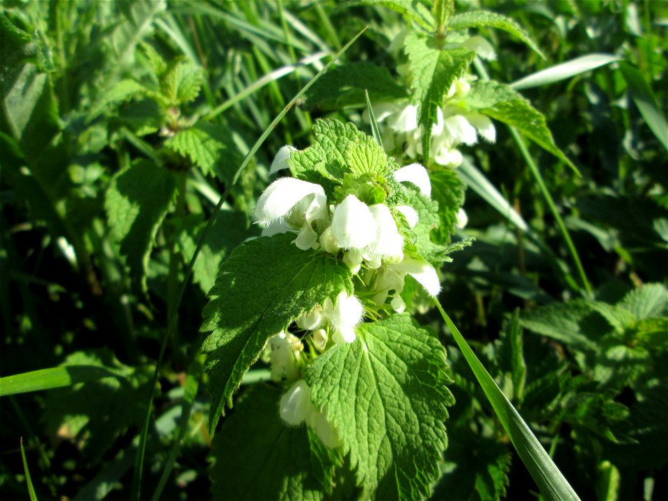 Weiße Taubnessel (Lamium album) im Naturschutzgebiet „Bachwiesen/Leopoldswiesen“ im Hockenheimer Rheinbogen