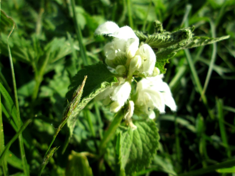 Weiße Taubnessel (Lamium album) im Naturschutzgebiet „Bachwiesen/Leopoldswiesen“ im Hockenheimer Rheinbogen