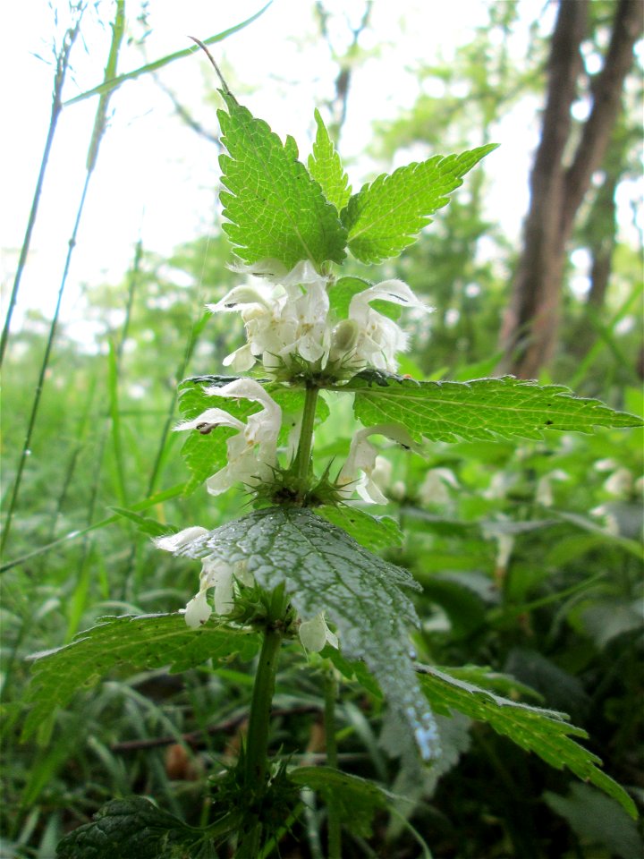Weiße Taubnessel (Lamium album) am Kaninchenberg (Landschaftsschutzgebiet) in Saarbrücken