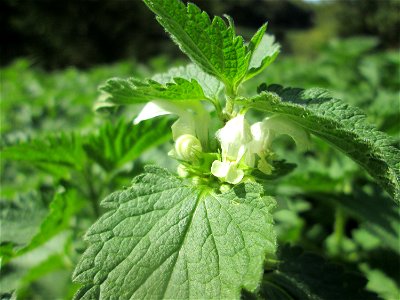 Weiße Taubnessel (Lamium album) an der Saar in Saarbrücken