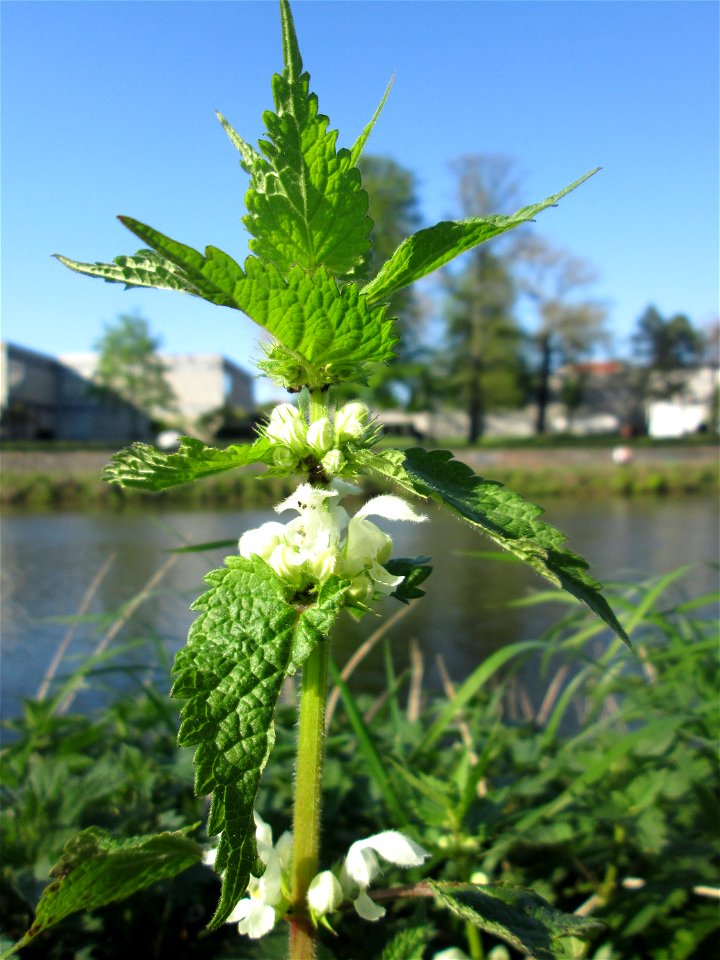 Weiße Taubnessel (Lamium album) an der Saar in Alt-Saarbrücken
