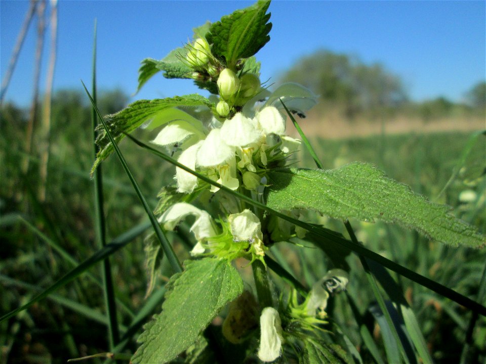 Weiße Taubnessel (Lamium album) im Güdinger Allmet