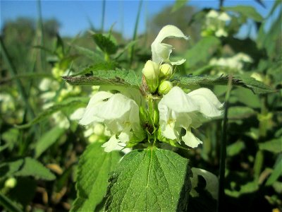 Weiße Taubnessel (Lamium album) im Güdinger Allmet