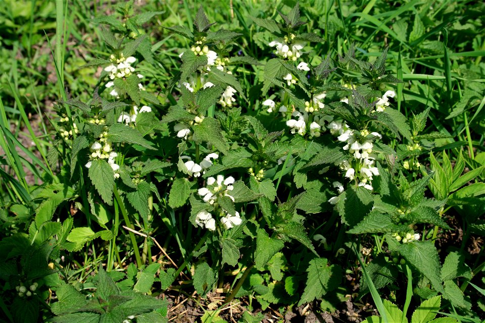 Lamium album (White Deadnettle), Czech Republic, May 2008