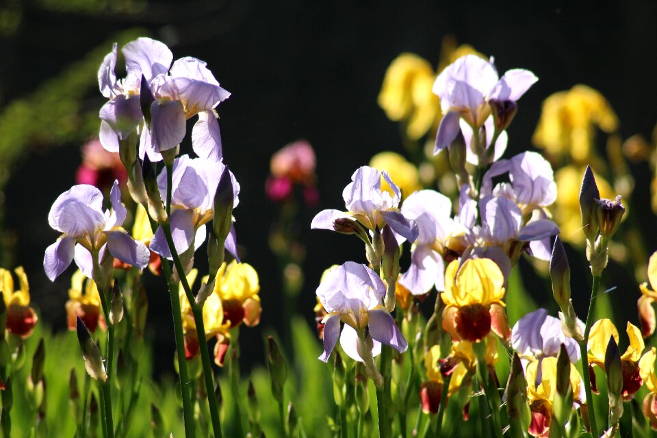 In the sun color spring