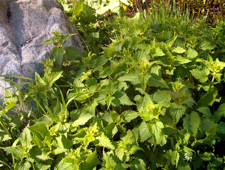 Small Lamium album (dead nettle) plants. Picture taken by me 21.5.2005 in Finland.