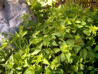 Small Lamium album (dead nettle) plants. Picture taken by me 21.5.2005 in Finland.
