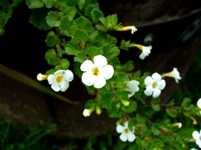 I am the originator of this photo. I hold the copyright. I release it to the public domain. This photo depicts flowers. photo