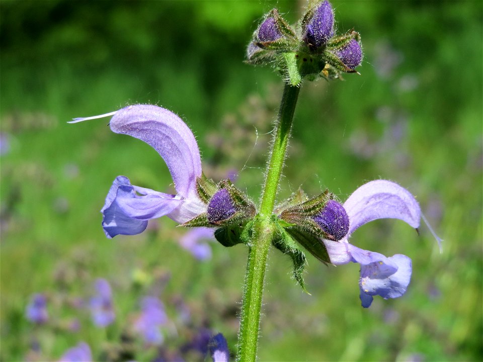 Wiesensalbei (Salvia pratensis) im Naturschutzgebiet Wagbachniederung