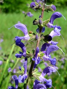 Wiesensalbei (Salvia pratensis) im Naturschutzgebiet Wagbachniederung