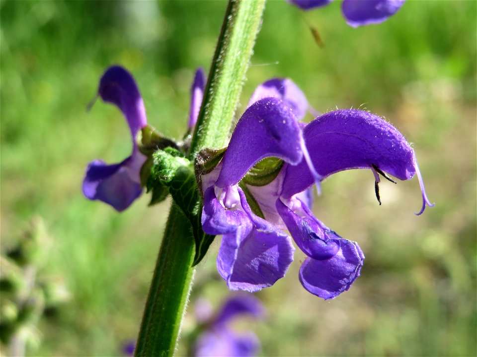 Wiesensalbei (Salvia pratensis) in Waghäusel