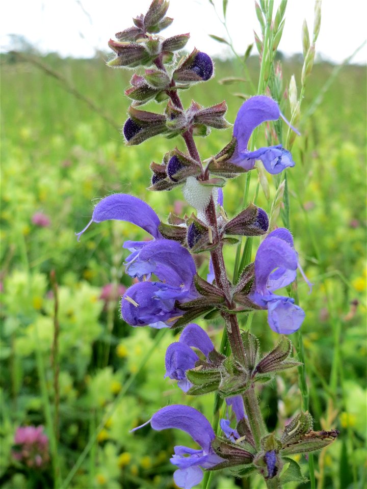 Wiesensalbei (Salvia pratensis) in den Horststückern im Landschaftsschutzgebiet Hockenheimer Rheinbogen