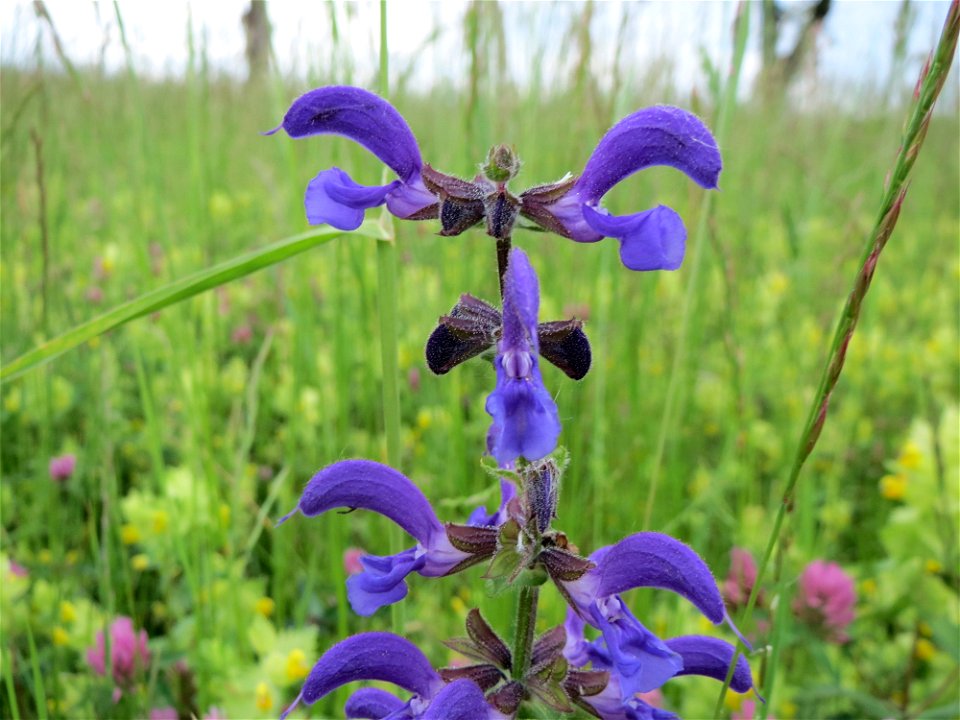 Wiesensalbei (Salvia pratensis) in den Horststückern im Landschaftsschutzgebiet Hockenheimer Rheinbogen photo