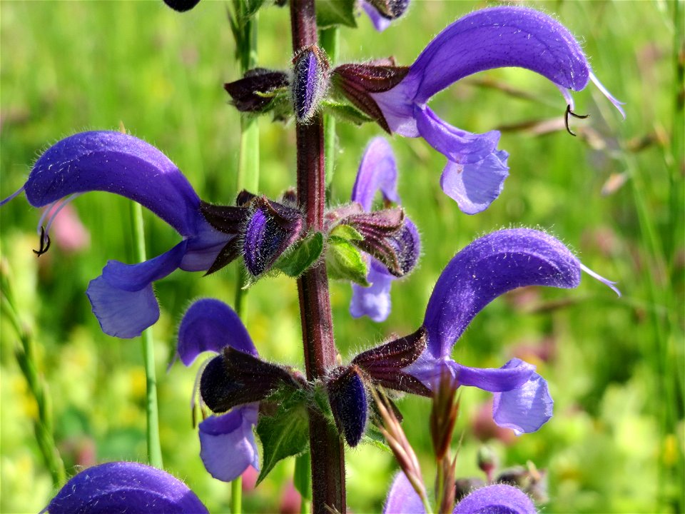 Wiesensalbei (Salvia pratensis) in den Horststückern im Landschaftsschutzgebiet Hockenheimer Rheinbogen