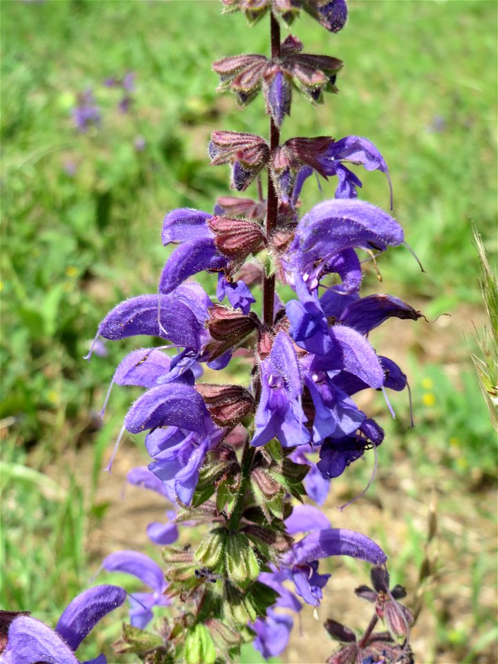 Wiesensalbei (Salvia pratensis) am Stadtrand von Hockenheim