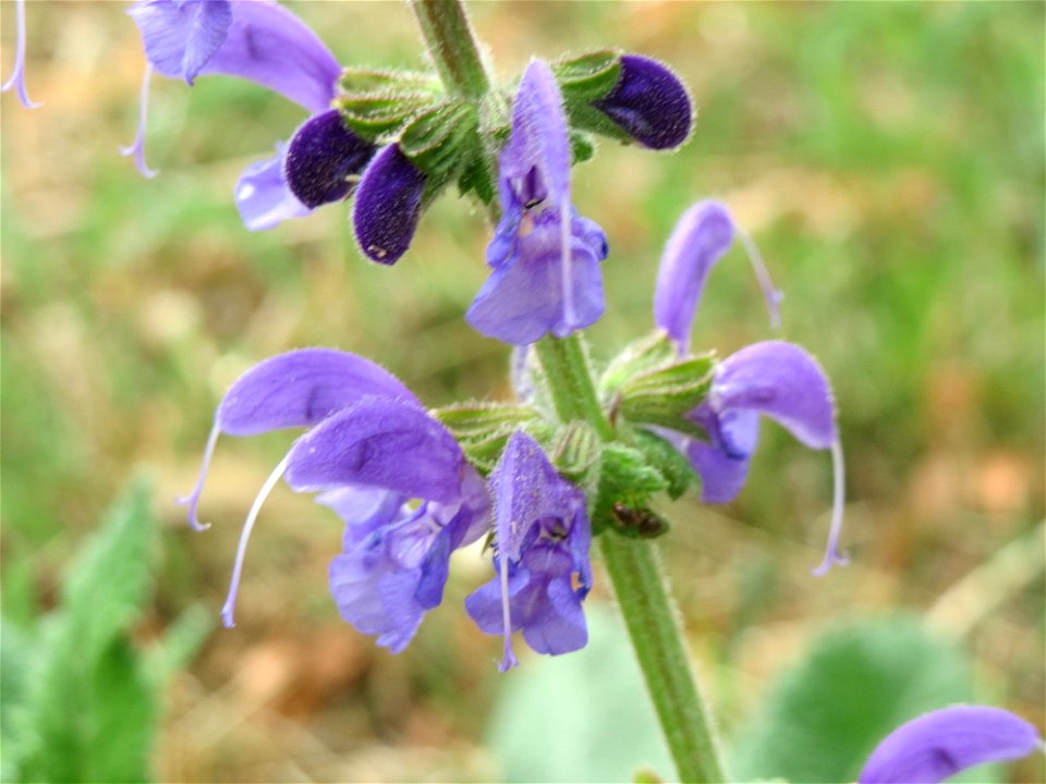 Wiesensalbei (Salvia pratensis) an der Elisabethenstraße bei Wiesbaden photo