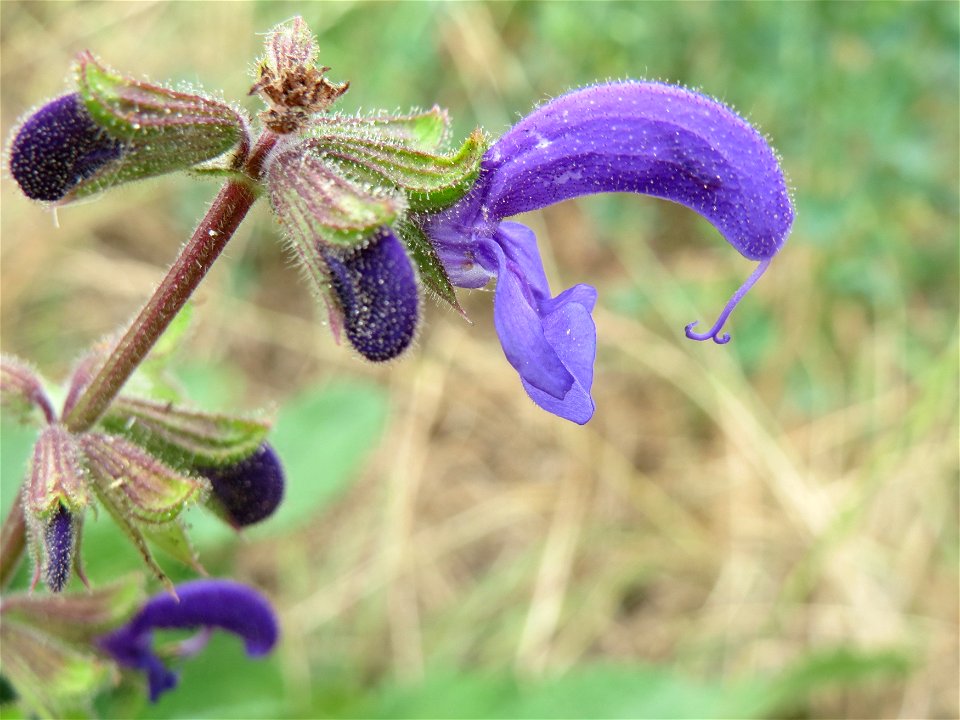 Wiesensalbei (Salvia pratensis) an der Steinern Straße (Elisabethenstraße) bei Mainz-Kastel