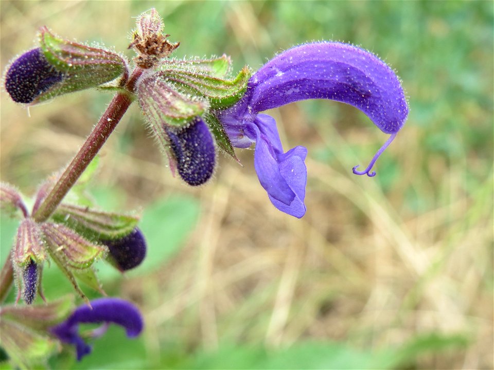 Wiesensalbei (Salvia pratensis) an der Steinern Straße (Elisabethenstraße) bei Mainz-Kastel photo