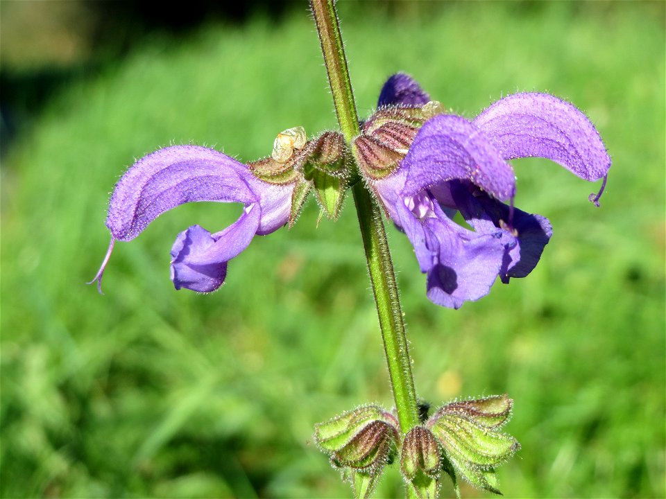 Wiesensalbei (Salvia pratensis) bei Hockenheim