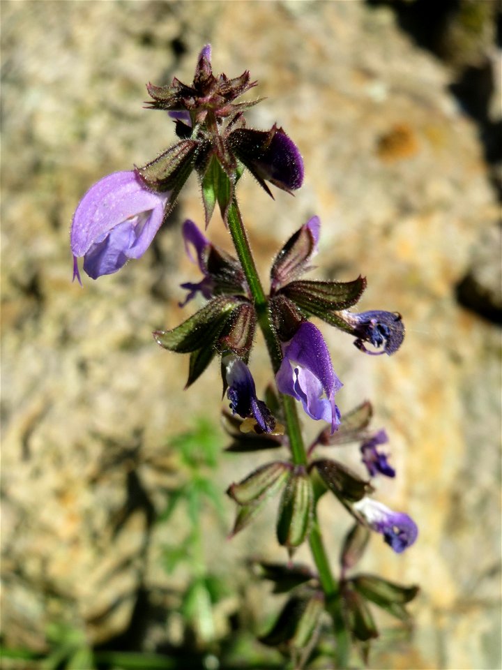 Wiesensalbei (Salvia pratensis) bei Hockenheim