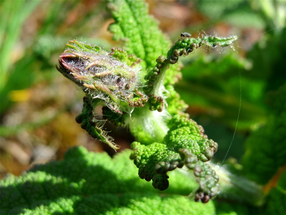 Wiesensalbei (Salvia pratensis) in der Kurfürstenalage in Heidelberg