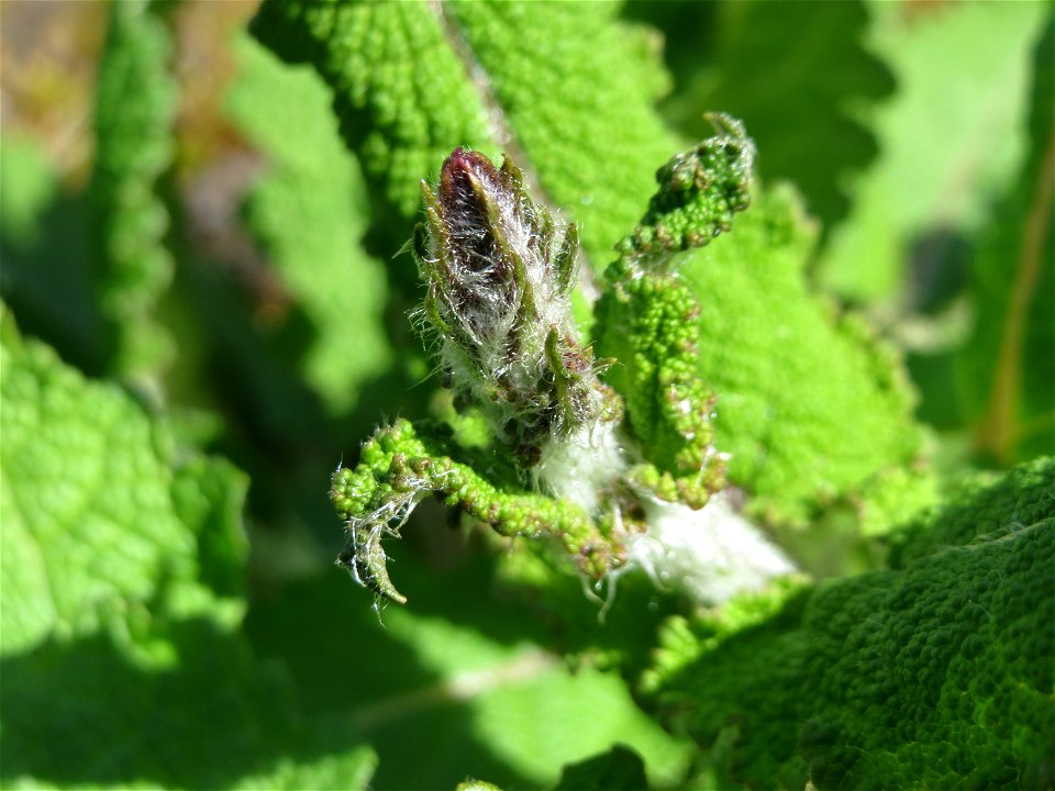 Wiesensalbei (Salvia pratensis) in der Kurfürstenalage in Heidelberg